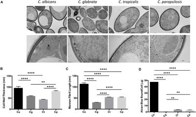 Dependence on Mincle and Dectin-2 Varies With Multiple Candida Species During Systemic Infection